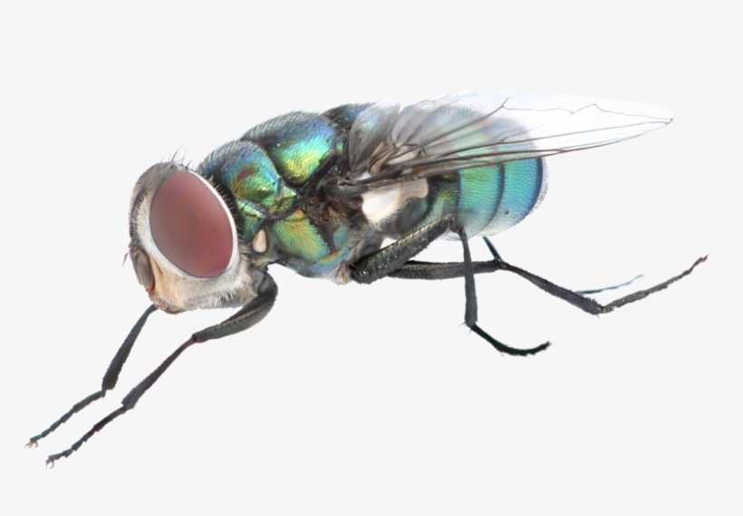 Fly Png Background Image - Mosca Png, transparent png #4834774