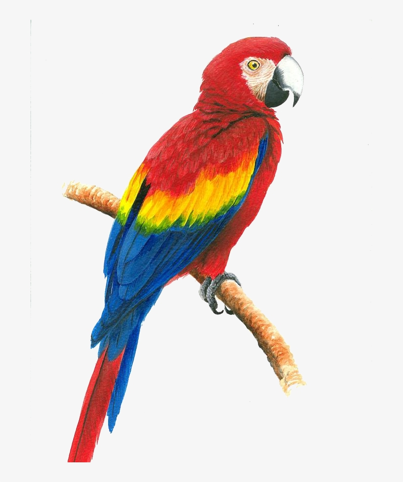 Macaw Face Png Image Background - Drawing Of A Parrot With Color, transparent png #4835725