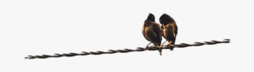 Couple Of Birds Perched On A Cable - Bird, transparent png #4836375