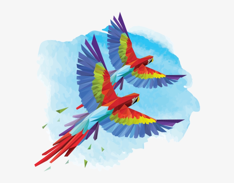 Elope In Costa Rica - Birds Of Costa Rica Illustrations, transparent png #4836620