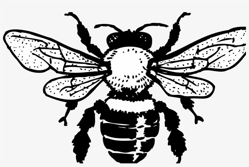 Honey Bee By Johnny Automatic, transparent png #4838904
