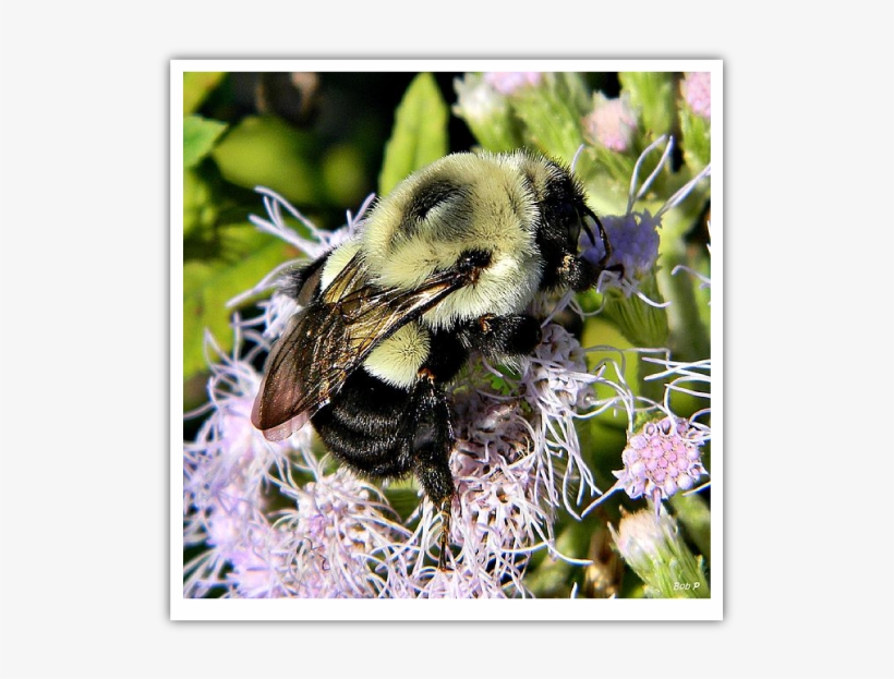 Bee - Common Eastern Bumble Bee, transparent png #4839119