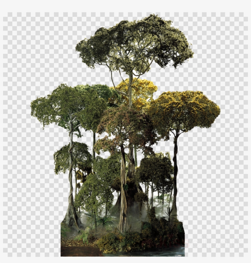 Rainforest Png Clipart Amazon Rainforest Tropical Rainforest - Rainforest Tree Png, transparent png #4839742
