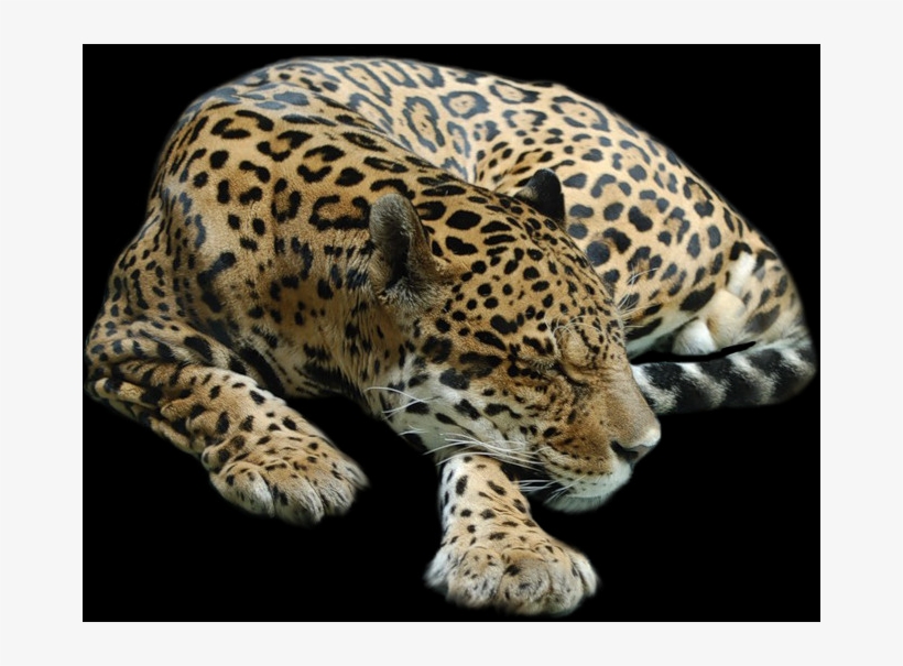 Ягуар Животное, transparent png #4841384
