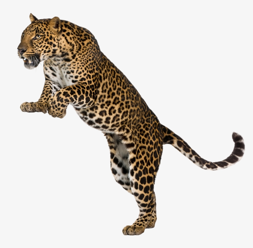 Leopard Images Animal - Leopard White Background, transparent png #4841521