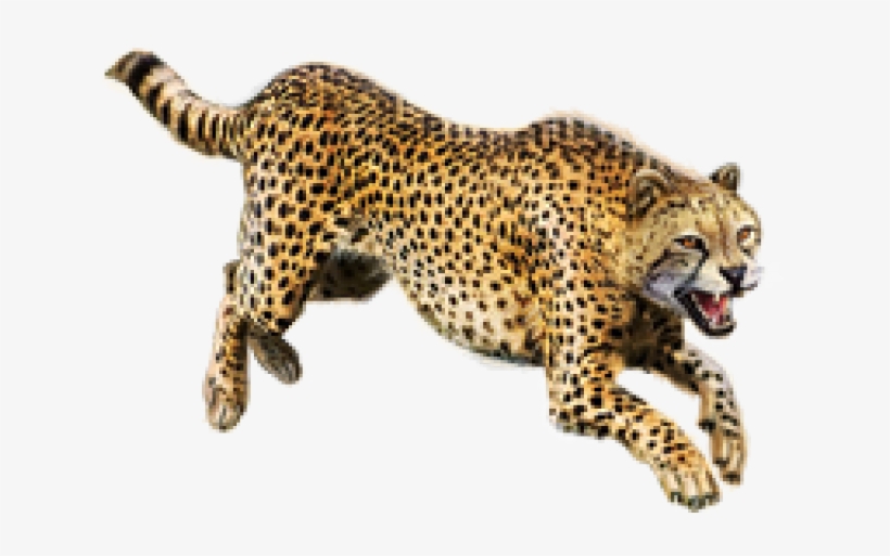 Transparent Cheetah, transparent png #4841585