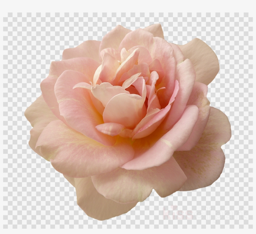 Pink Flower Png Clipart Rose Pink Flowers - Portable Network Graphics, transparent png #4841587