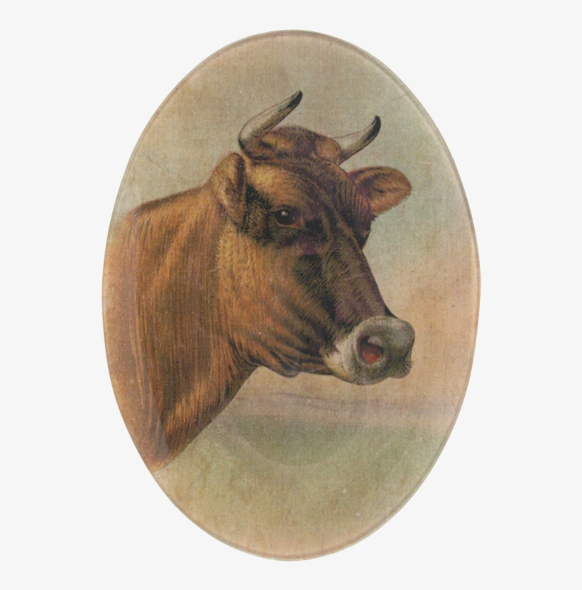 Cattle, transparent png #4842193