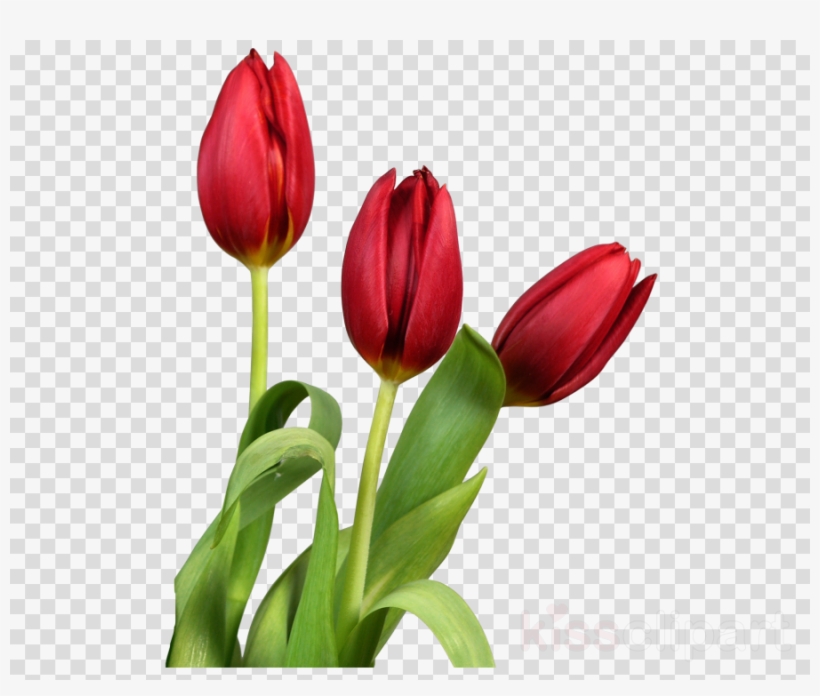 Download Good Morning With Beautiful Flowers Clipart - Beautiful Flowers Good Morning, transparent png #4842614