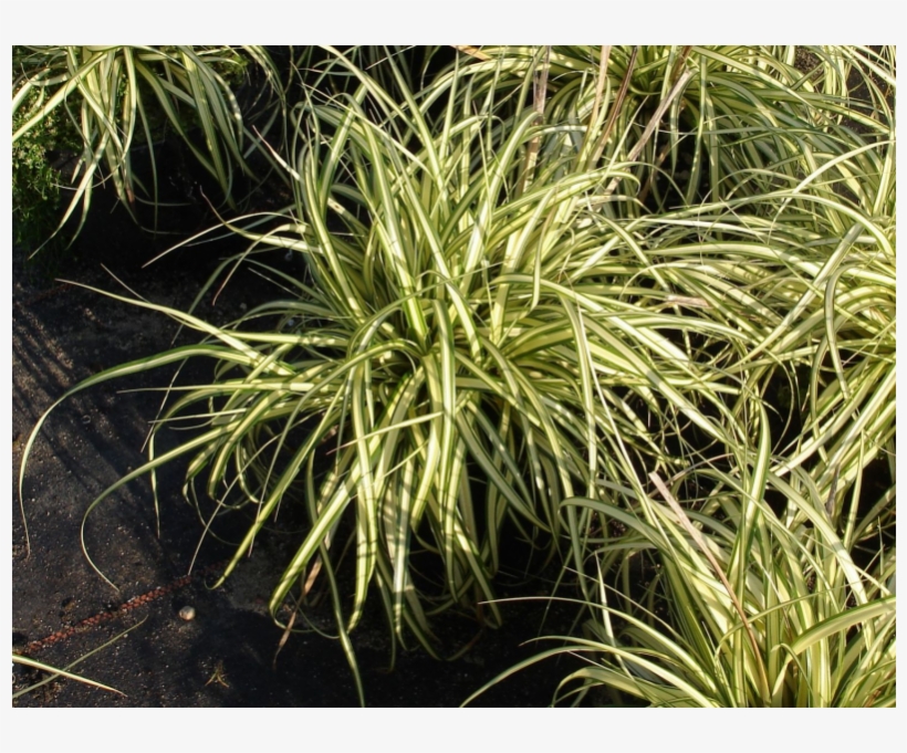 №2010 Carex Hachijoensis Evergold - Sweet Grass, transparent png #4842844