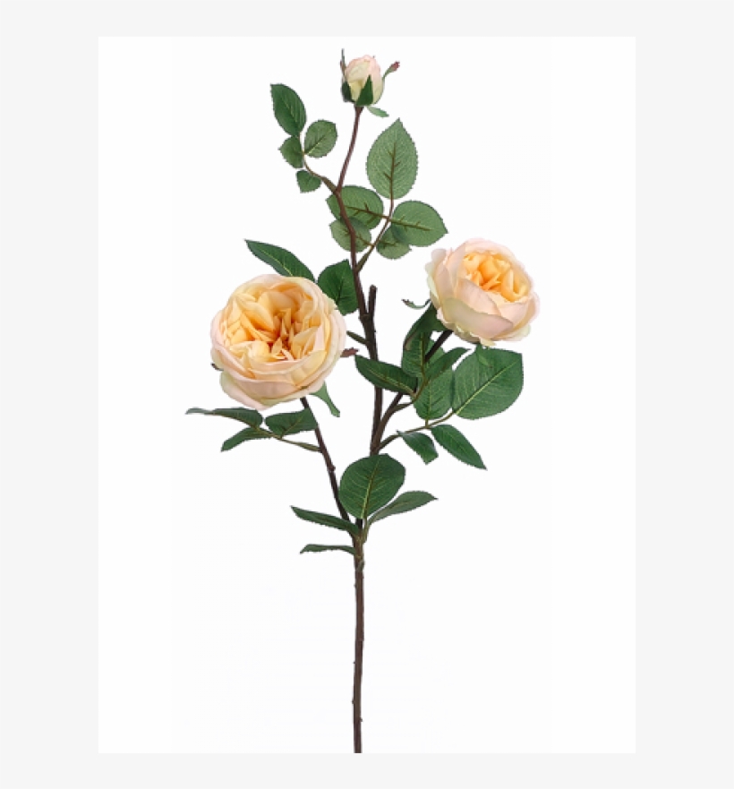 29" Cabbage Rose Spray Yellow Apricot - Cabbage Rose Spray In Pastel Yellow Apricot - 29in., transparent png #4843857