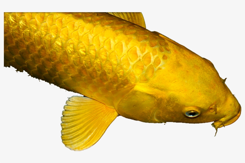 The Golden Carp - Golden Carp Png, transparent png #4844758