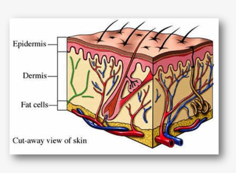 The Skin Is Made Up Of 3 Major Layers, The Hypodermis, - Yellow Fever Mosquito Diagram, transparent png #4848081