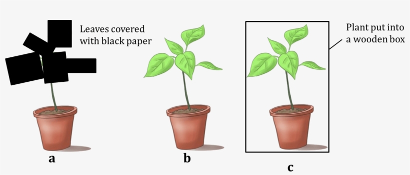 Figure Shows Three Potted Plants - Houseplant, transparent png #4849831