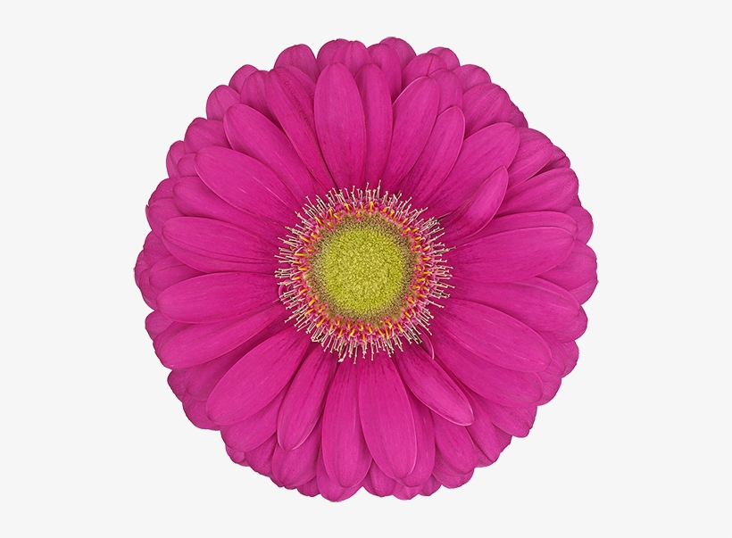 Florist Holland - Gerbera Celebrations, transparent png #4849954