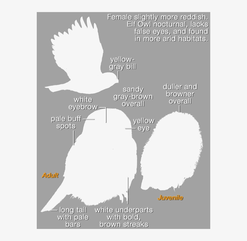 Cape Pygmy-owl Mask 576 - White Stork, transparent png #4849975