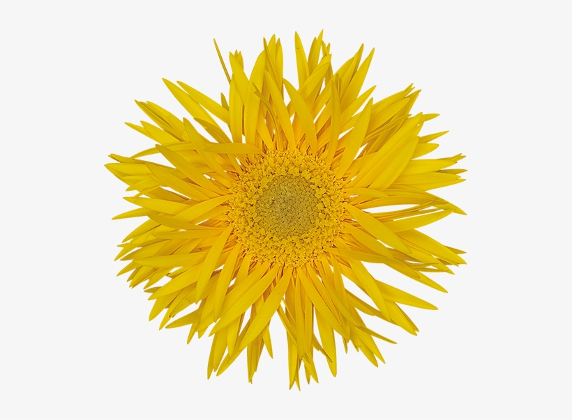 Florist Holland - Sunflower On White Background, transparent png #4850128
