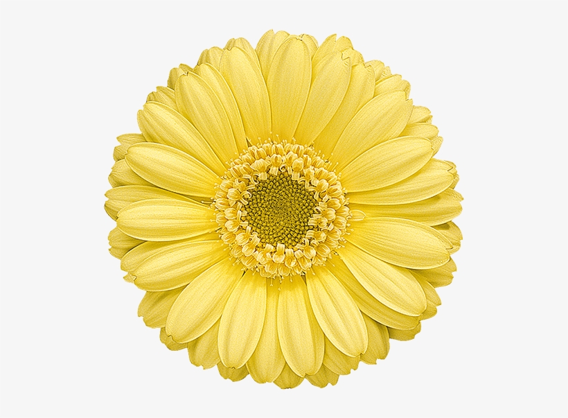 Florist Holland - Perks Of Being A Wallflower Flower, transparent png #4850195