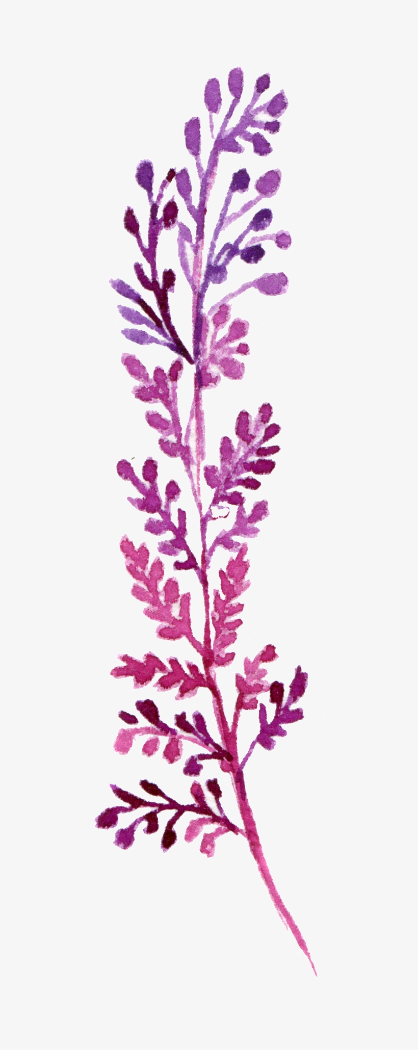 Hand Painted Rare Strange Leaves Png Transparent - Watercolor Painting, transparent png #4851652