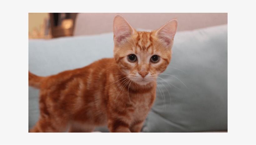 Photo Of Dorito Nk2618 - Arabian Mau, transparent png #4853345