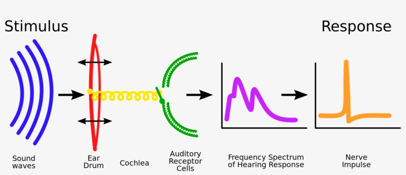 Open - Sound Processing, transparent png #4854996