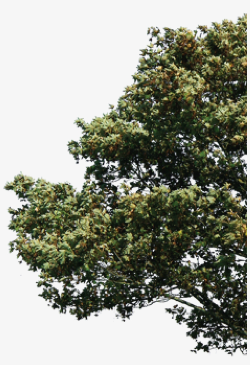 Archive Caleb Cooper - Tree From Side Png, transparent png #4856217
