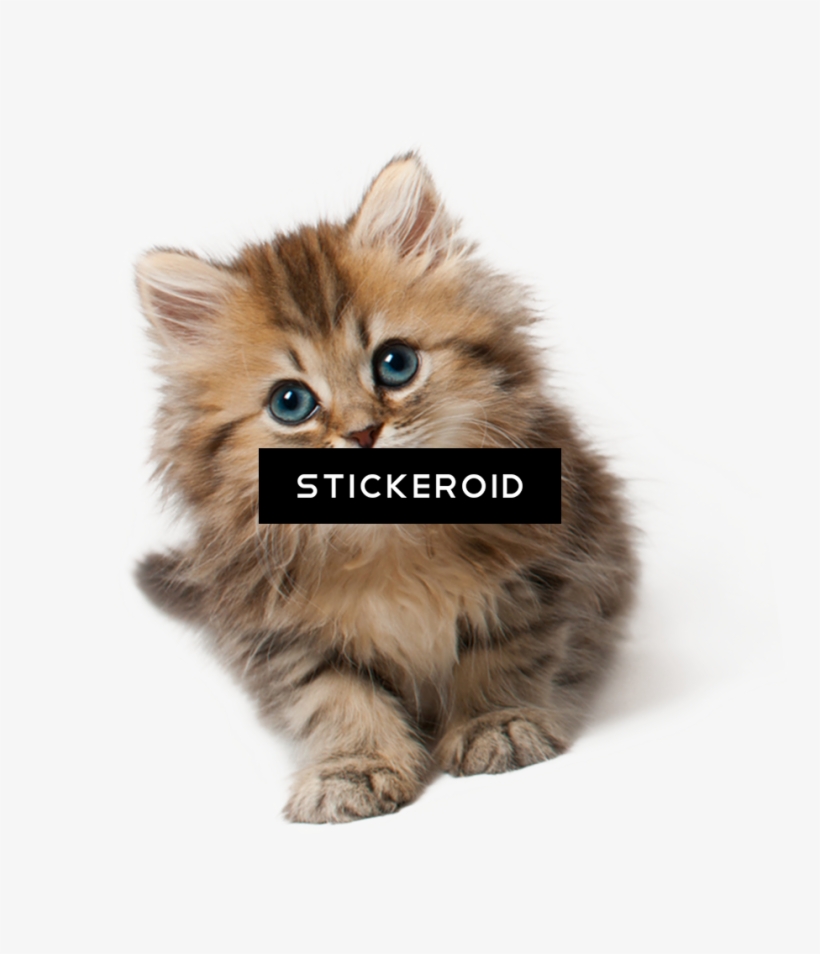 Cute Cat - Kitten Png, transparent png #4856818
