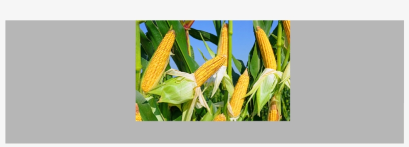 Banner-1, transparent png #4857546