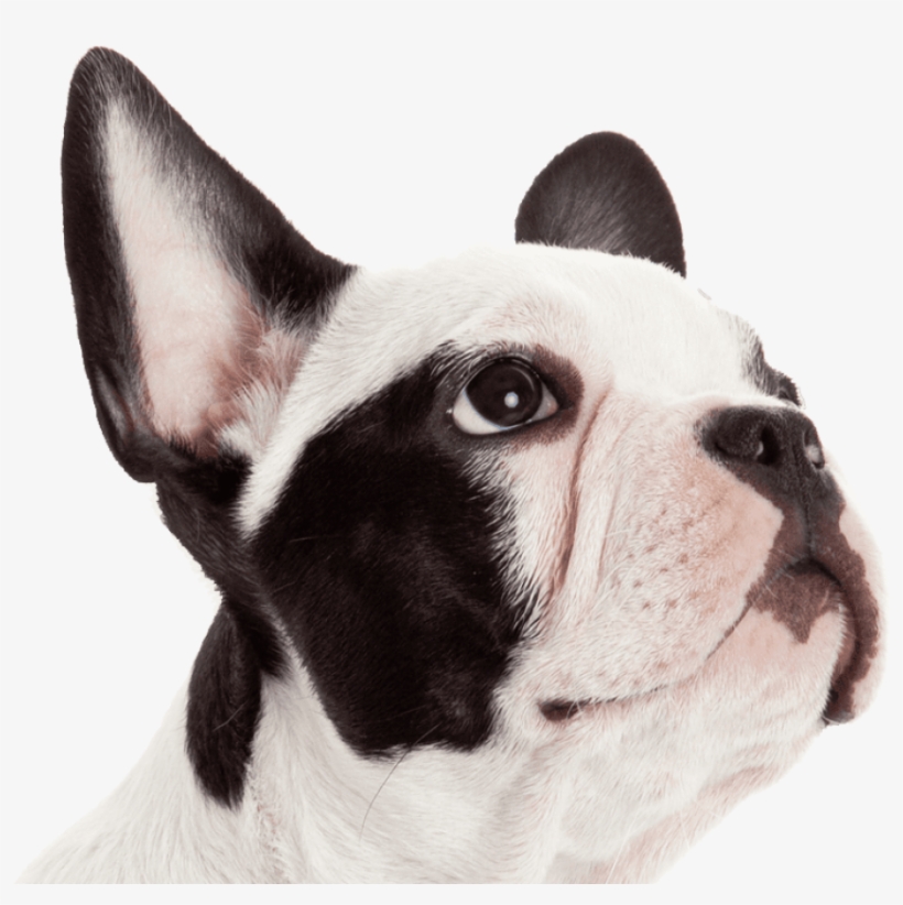 Get A $7 Off Coupon In Your Email - Get Pet Insurance, transparent png #4857553