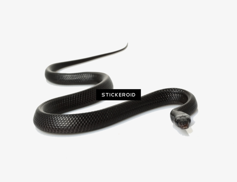 Black Snake - Common Kingsnake, transparent png #4857614