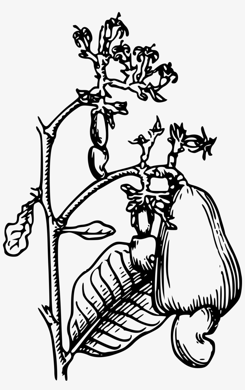 Cashew Png, transparent png #4858884