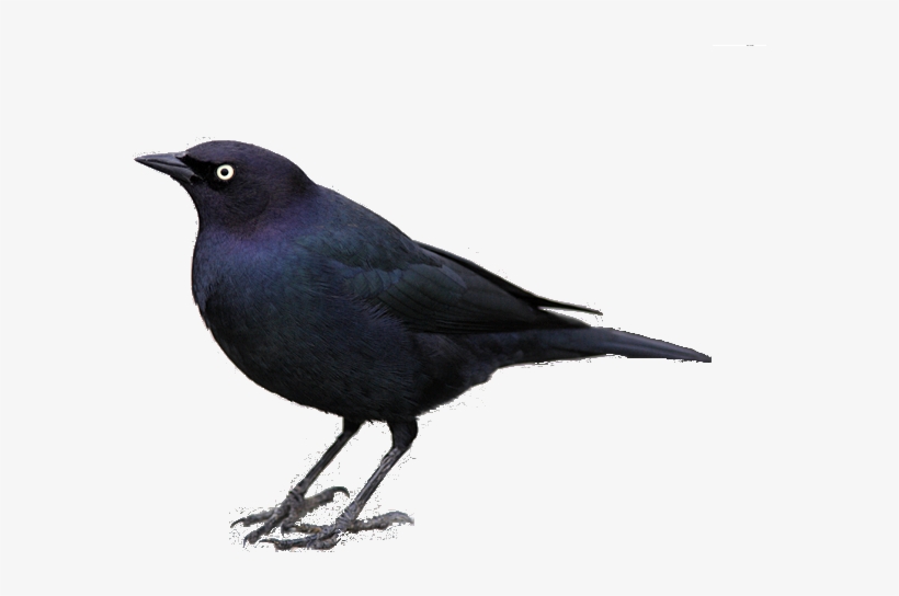 Blackbird - Jpeg, transparent png #4860191