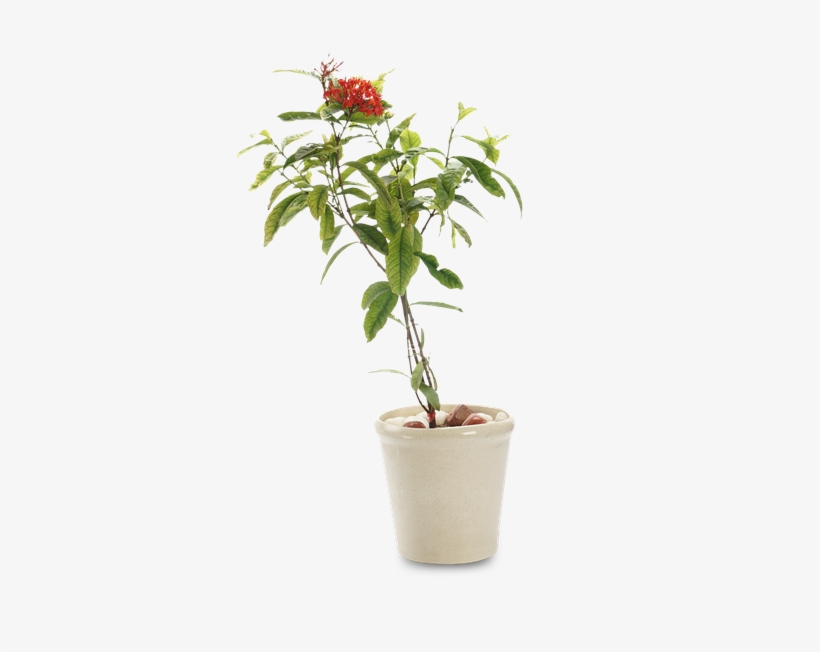 Snake Plant- - Houseplant, transparent png #4860472