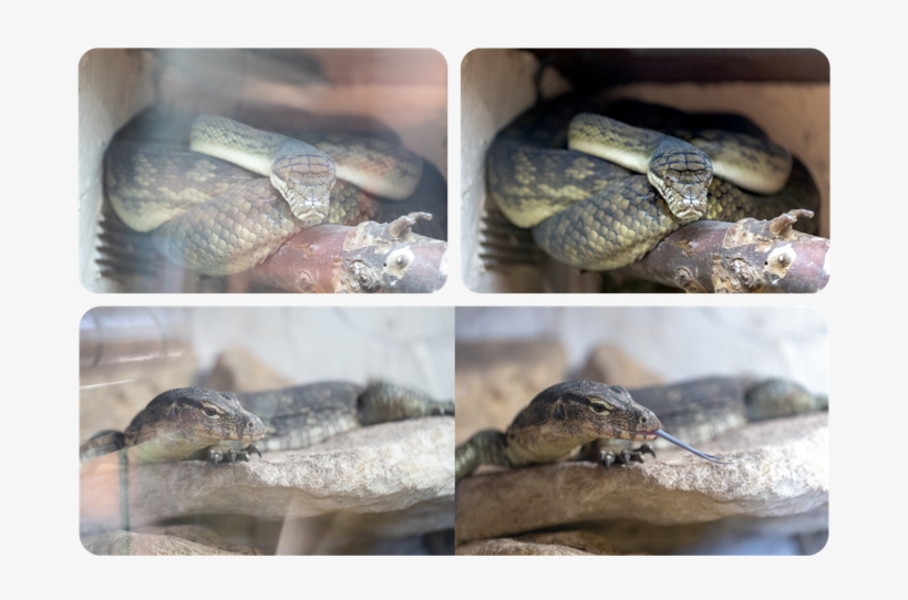 But That's Not Its Only Function - Lens Hood, transparent png #4864816