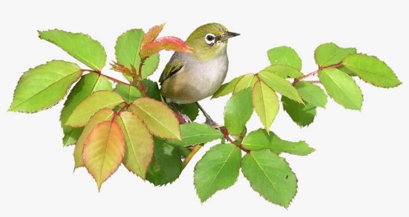 Bird, On, Rose, Cut, Out - Birds Png, transparent png #4866575