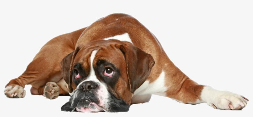Report Abuse - Get Well Soon Boxer Dog, transparent png #4867293