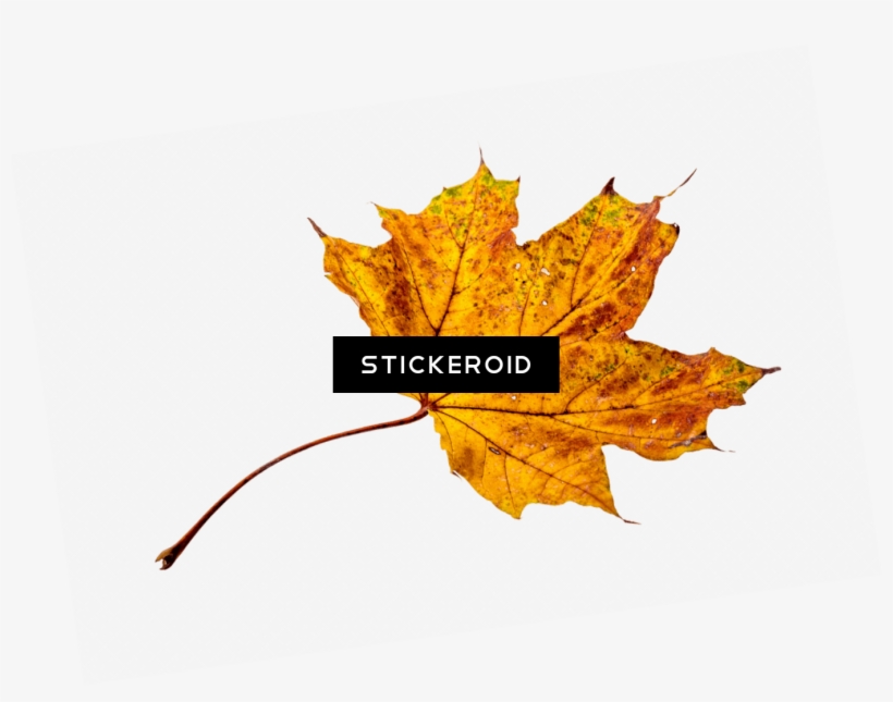 Autumn Sycamore Leaf - Autumn, transparent png #4867467