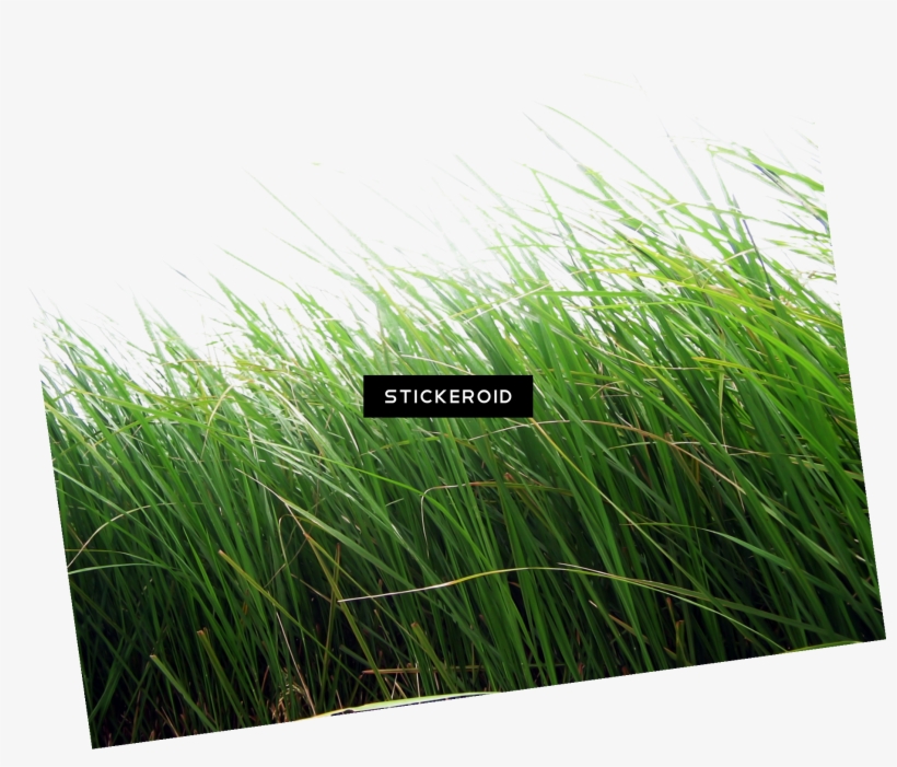 Grass Green Grass Nature - Grass Png Hd Download, transparent png #4867708