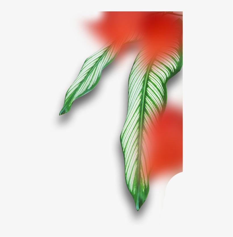 /byron-bay/contact/ - Illustration, transparent png #4868245