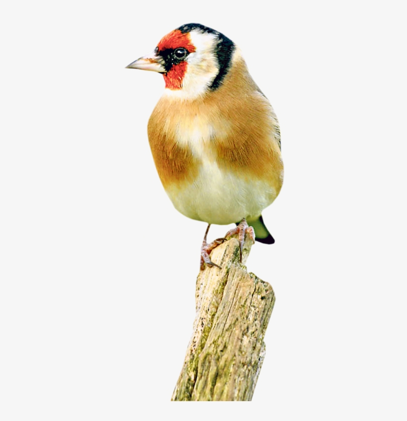 The Goldfinch Colourful Birds, Exotic Birds, Kinds - European Goldfinch, transparent png #4870121
