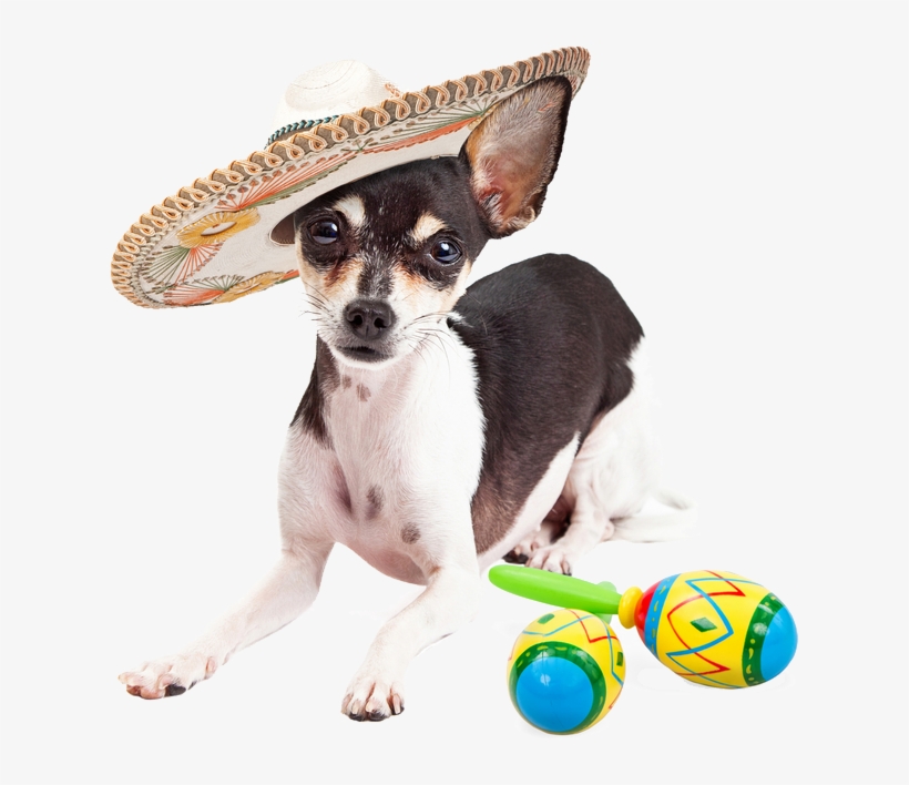 Popular Images, - Happy Dog Png Transparent, transparent png #4876368