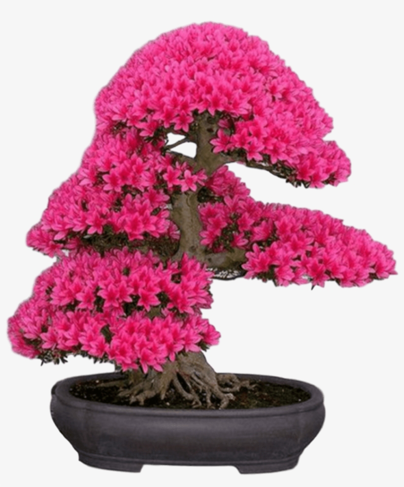 New Japanese Cherry Blossom Seeds A Rare Japanese Variety, - Japanese Sakura Bonsai Flower Tree Seeds, transparent png #4877380