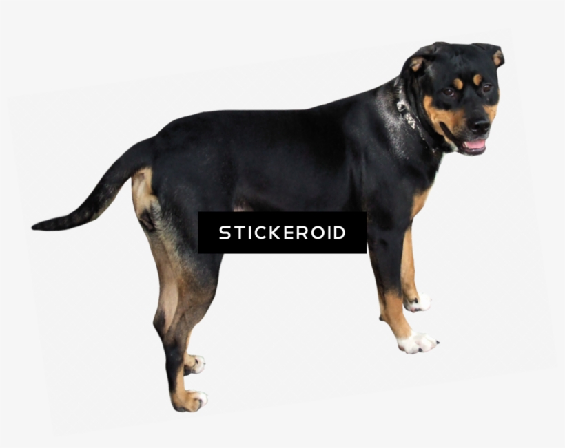 Dog, transparent png #4877822