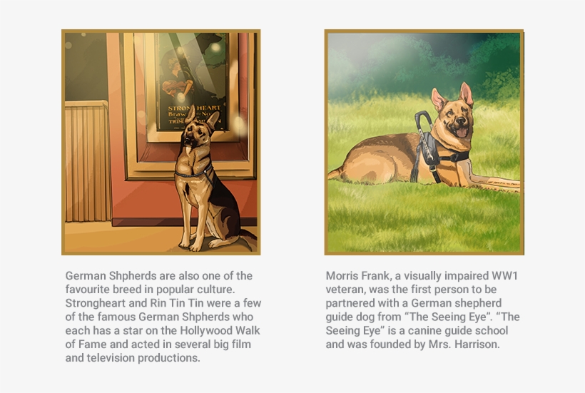 German Shepherd, transparent png #4878375