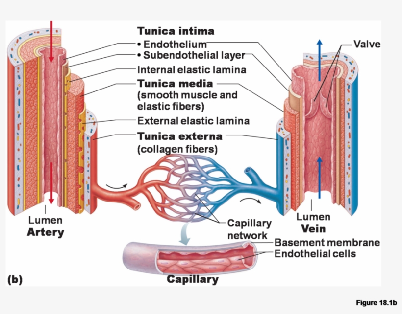 Anatomy Of Blood Vessels Clipart Blood Vessel Circulatory - Blood Vessel Structure Diagram, transparent png #4879099