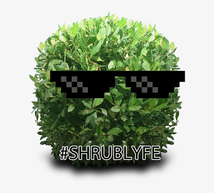 #shrublyfe Hashtag On Twitter - French Lavender - Lavandula Stoechas Bandera, transparent png #4880022