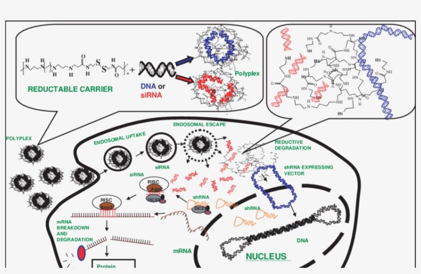 Figure Not Representative Of Scale Of Molecules - Molecule, transparent png #4880366