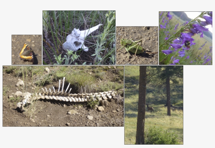 Sunbaked Bones, A Butterfly, A Cool Cricket, A Bumblebee - Larkspur, transparent png #4880682
