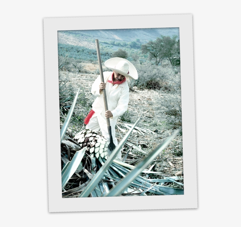 Agave Is Actually The Key Ingredient Of This Iconic - Jimador, transparent png #4880683