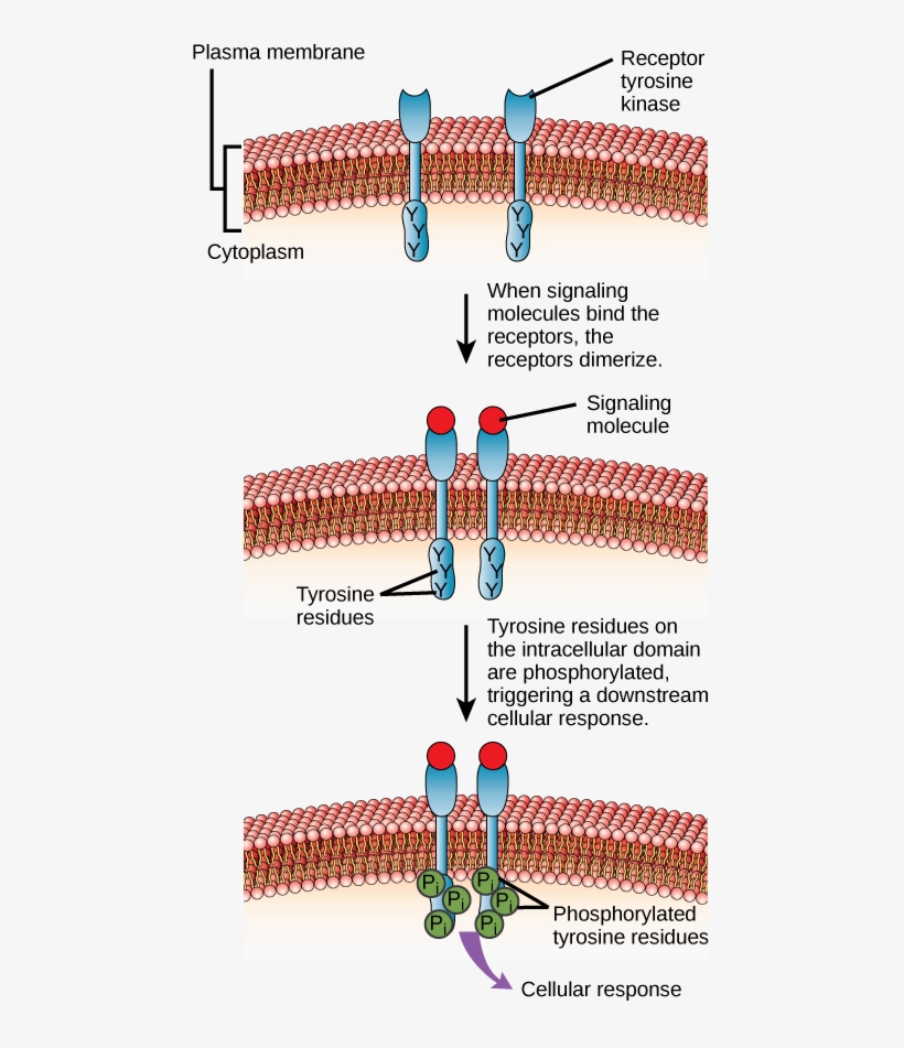This Illustration Shows Two Receptor Tyrosine Kinase - Extracellular Domain, transparent png #4880749